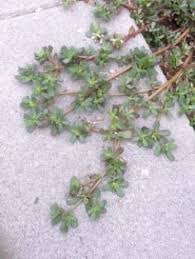 They invade lawns, landscapes, parkways, parking lots, drainage ditches, and all nooks and crannies when the weather is cool and damp. 7 Best Purslane Plant Ideas Edible Wild Plants Purslane Plant Wild Edibles