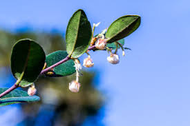 Image result for Synadenium cupulare