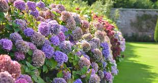 Bluhende Hecken Blutencharme Im Grossen Stil Pflanzen Bluhende Hecke Garten Schluter