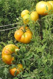 Indeterminate, regular leaf plant produces huge, slightly flattened, yellow beefsteak tomatoes with a red blushing and streaks on the outside. Hawaiian Pineapple Heirloom Tomato Seeds