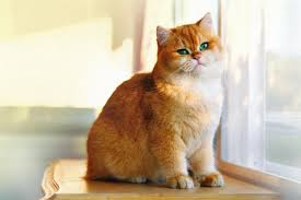 By katze snow , dawn doyle , raissa phoenix ( 91 ) $2.99. Kurioser Aufruf Mutter Will Sich Katze Ausleihen Gala De