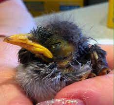 Releasing Noisy Miner Birds In Backyards