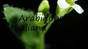How to pronounce Arabidopsis thaliana flower in English?