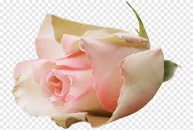 10 stücke samen seltene blau rosa rosen balkon garten topf rose pflanzensamen. Garten Rosen Kohlrosen Floribunda Pink Andere Blaue Rose Zentifolie Png Pngegg