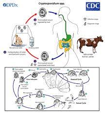 A microbial biorealm page on the genus cryptosporidium parvum. Cdc Dpdx Cryptosporidiosis
