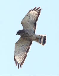 Broad Winged Hawk Wikipedia