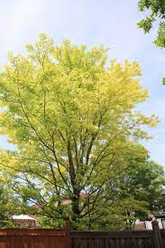 From wikimedia commons, the free media repository. Prevent Trees From Producing Premature Yellow Leaves Winnipeg Free Press Homes