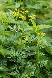 Image result for Rutaceae