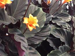 Calathea Crocata Tassmania Blooms Eternal Flame Leavesnbloom Gardening Photography
