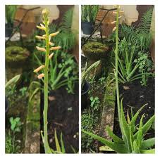 Image result for Aloe rulkensii