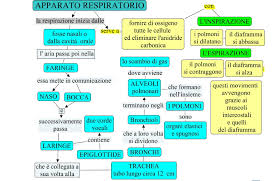 Apparato Respiratorio Dentro La Materia