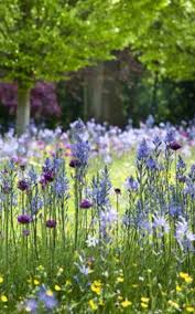 pin van patricia bragg op meadow love tuin bloementuin tuin bollen