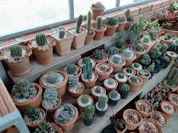 Cacti and succulents are now a very common houseplant and caring for your cacti and succulents is important. Types Of Cactuses For Your Home Or Garden Floraqueen