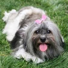 Havanese