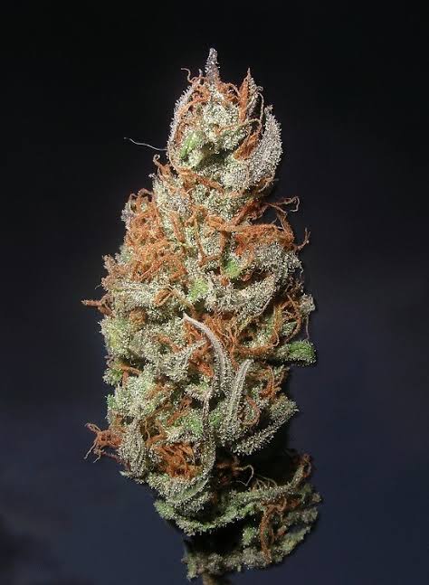 Island Sweet Skunk - Strain Information - CannaConnection