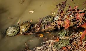 As some sources claim, male turtles grunt, while females hiss. How To Tell Red Eared Slider Turtle Gender Is It A Male Or A Female Aquaticpals