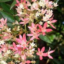 Image result for Ceratopetalum