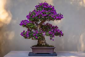 Image result for Jacaranda mimosifolia
