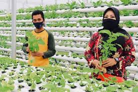 Nutrisi hidroponik nutrisi hidroponik sangat penting untuk keberhasil dalam menanam hidroponik, karena tanpa nutrisi hidroponik tentu saja anda tidak bisa menanam secara hidroponik. Program Hidroponik Sayur Inalum Cukupi Kebutuhan 430 Jiwa Masyarakat Desa Kuala Tanjung Halaman All Kompas Com