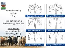 The application allows you to export the graph, which is interactive, to your photo gallery. Body Condition Scoring Beef Cattle Ppt Download
