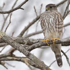 Find & download free graphic resources for red shouldered hawk. Merlin Hawk Mountain Sanctuary Learn Visit Join