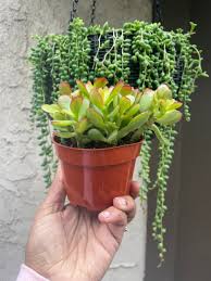 Image result for Crassula zombensis