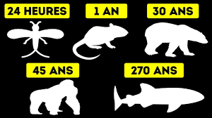 L'espérance de vie de l'homme, en général, augmente, mais nous ne sommes même pas proches des années comme nous le verrons plus loin, la plupart des espèces animales qui ont une longévité étonnante vivent dans l'eau, en particulier dans les océans. Durees De Vie Des Animaux De La Plus Courte A La Plus Longue Youtube