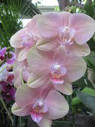 All White Flowers Are Beautiful And With Meanings Of Their Own So Which Do You Prefer Beautiful White F Orchid Flower Beautiful Orchids Beautiful Flowers