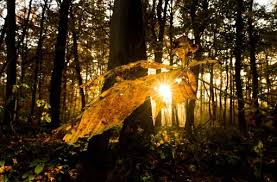 Dieses jahr fällt er auf den 23. Wetter In Stuttgart Wann Beginnt Der Herbst Nachrichten Schwarzwalder Bote