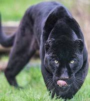 * big cat rescue is dedicated entirely to abused and abandoned big cats and focused on ending th. The Big Cat Sanctuary Overnight Big Cat Experience Lodge Reviews Smarden Kent Uk Tripadvisor