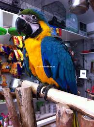Baby blue and gold macaw (ara ararauna) available! Hand Reared Blue And Gold Macaw Information