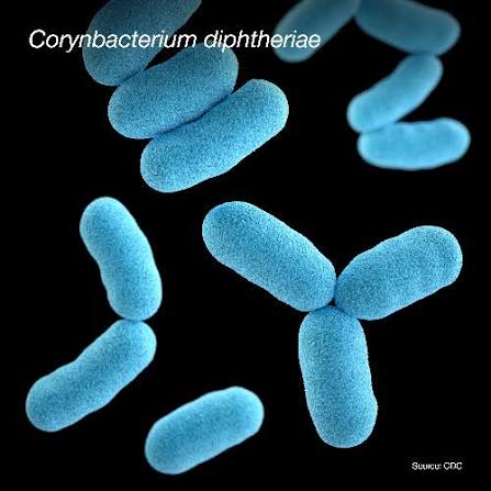Bacteria on skin