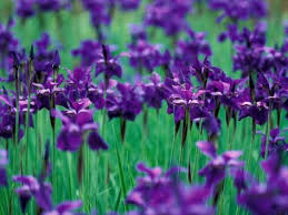 Pin On Purple Flowers Garden