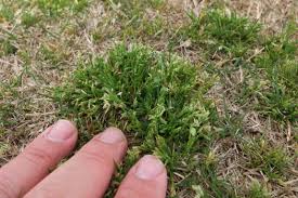 Image result for Poa