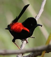 Pin On Kuslar Birds