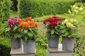 Image result for Celosia isertii