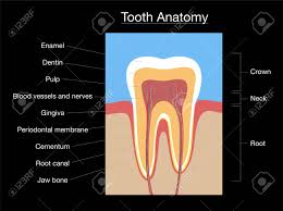 Spongy bone and compact bone. Tooth Anatomy Medical Labeled Cross Section Chart With Enamel Royalty Free Cliparts Vectors And Stock Illustration Image 146407611