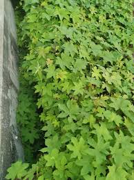 Image result for Lepistemon