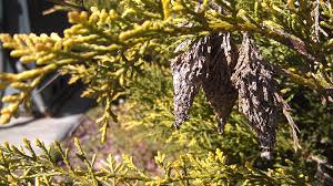 Maybe you would like to learn more about one of these? Baby Bagworms Ecoipm