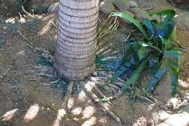 Palm Tree Growing Tips Mounding