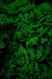 Unduh 42 Wallpaper Hd Green Gambar Hd Terbaru Green Pictures Plant Wallpaper Plants