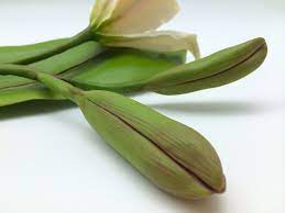 Cattleya Orchid Bud Made With Yenji Leaf Clay Cattleya Orchid Orchids Cattleya