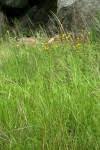 Image result for Eragrostis aethiopica