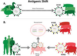 Host and viral determinants of influenza a virus species specificity. Vaccines Free Full Text Optimal Use Of Vaccines For Control Of Influenza A Virus In Swine Html
