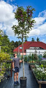 Image result for Margaretta rosea