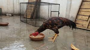 Check out aseel murga on our site using your phone, tablet or desktop. Aseel Murga Fight Shefalitayal