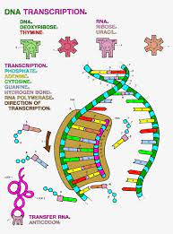 Transcription and translation practice worksheet example. Practicing Dna Transcription And Translation Answer Key The Practice Of Peptide Synthesis Pdf Free Download Students Are Asked To Identify The Rozszyfruj Mnie
