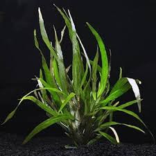 Image result for Hygrophila uliginosa