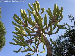 Image result for Cussonia corbisieri