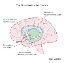 Image result for Limbic System